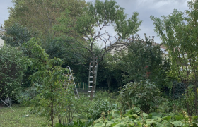 Élagage d'un arbre 