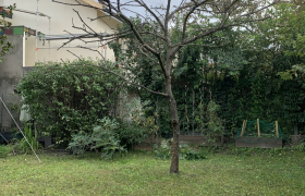 Élagage d'un arbre 
