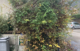 Taille de haie et taille d'arbustes