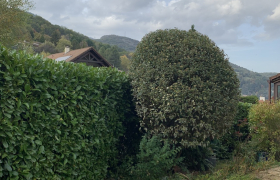 Taille d'un arbuste