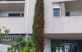 Abattage d'un cyprès