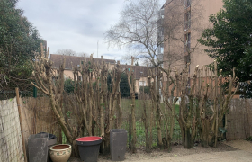 Élagage d'une haie