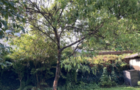 Élagage d'un arbre 